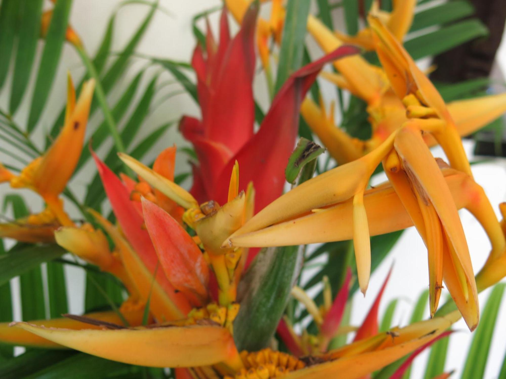 Hibiscus Valley Inn Marigot Eksteriør bilde